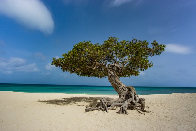 ARUBA