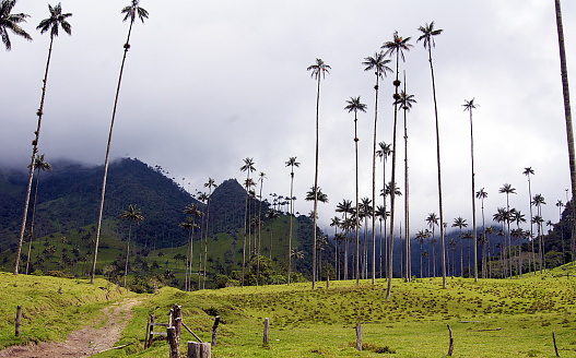 En Colombia, la naturaleza impresiona. En un país repleto de paisajes mágicos, el valle de Cocora, donde crecen las palmeras más altas del mundo, El árbol nacional de Colombia llega a superar los 60 metros de altura.